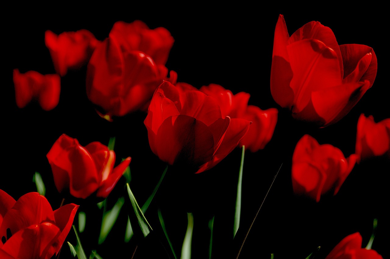 Fondo de Pantalla de pixabay_5589607.jpg