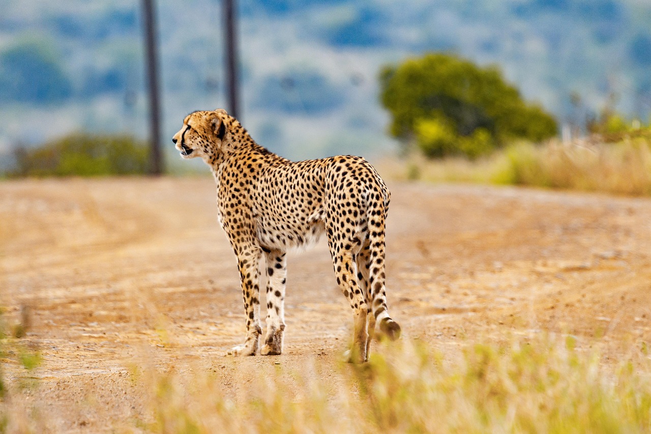 Fondo de Pantalla de pixabay_5689870.jpg
