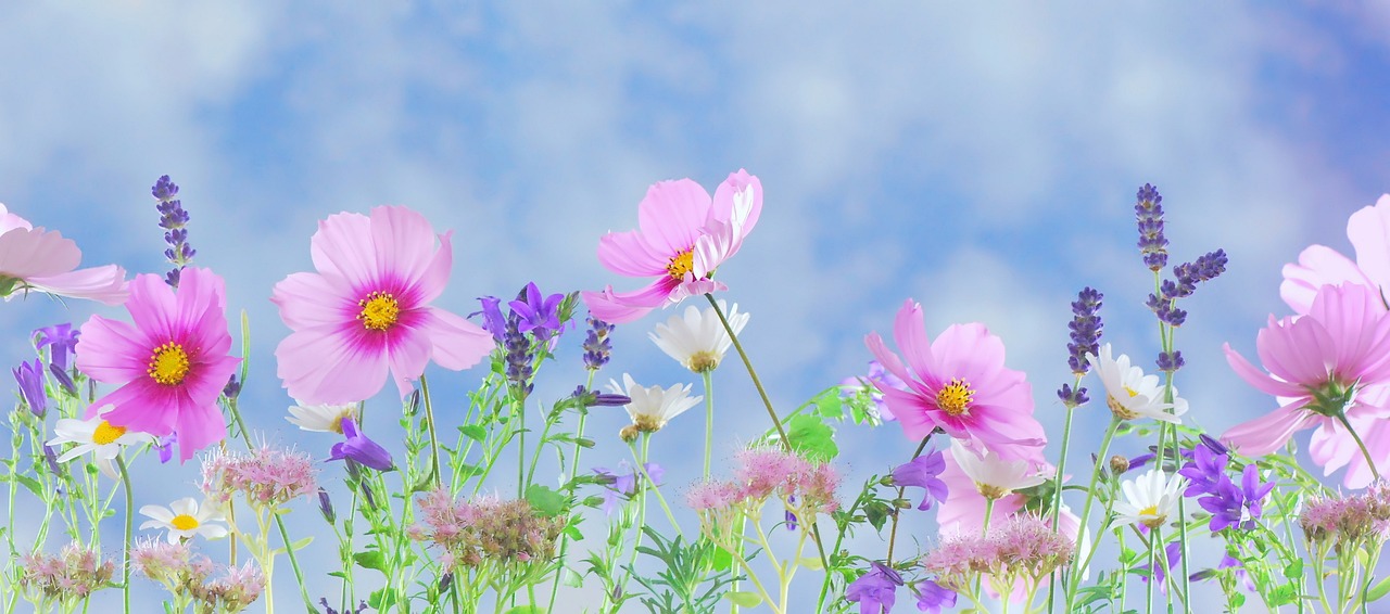 Fondo de Pantalla de pixabay_571940.jpg