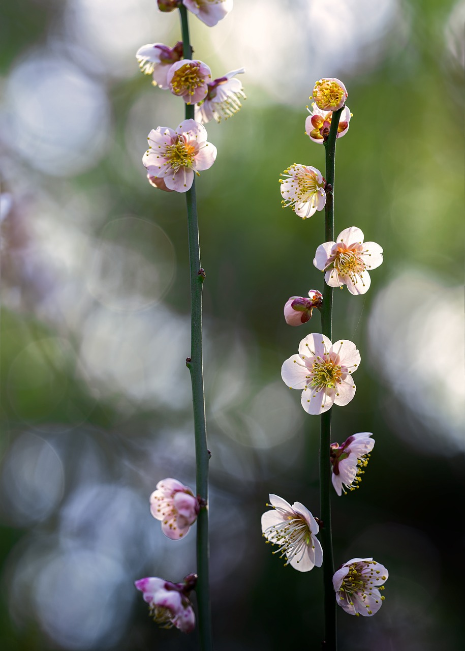 Fondo de Pantalla de pixabay_6055943.jpg