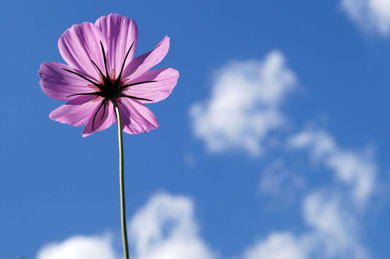 Fondo de Pantalla de pixabay_6529220.jpg