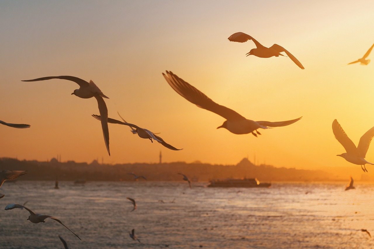Fondo de Pantalla de pixabay_7103460.jpg