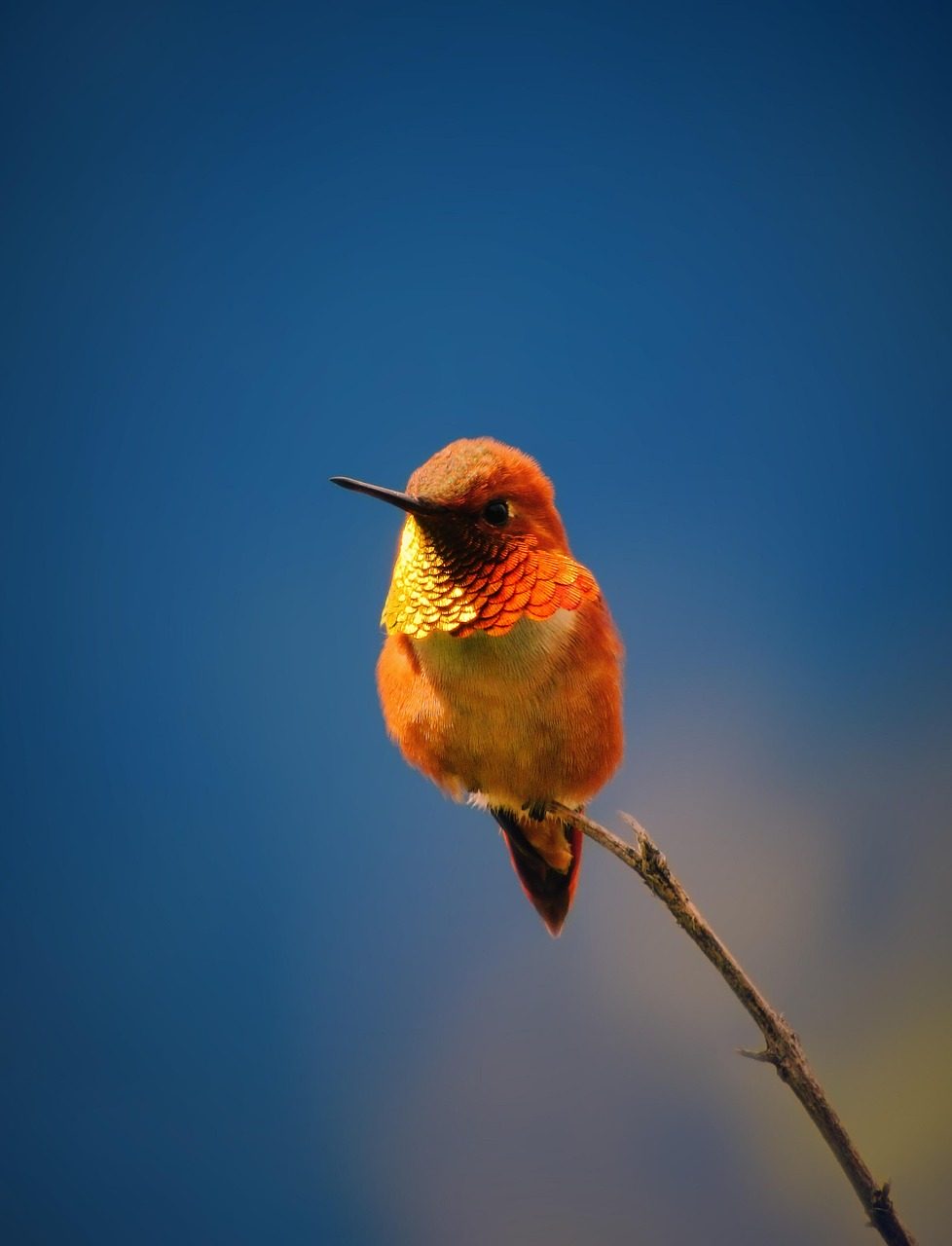 Fondo de Pantalla de pixabay_7181235.jpg