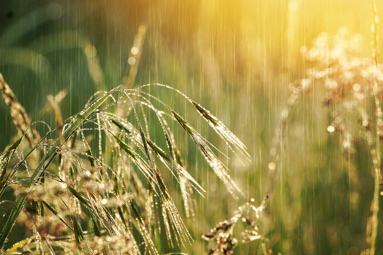 Fondo de Pantalla de pixabay_7242537.jpg