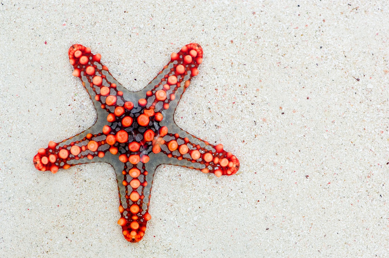 Fondo de Pantalla de pixabay_74535.jpg