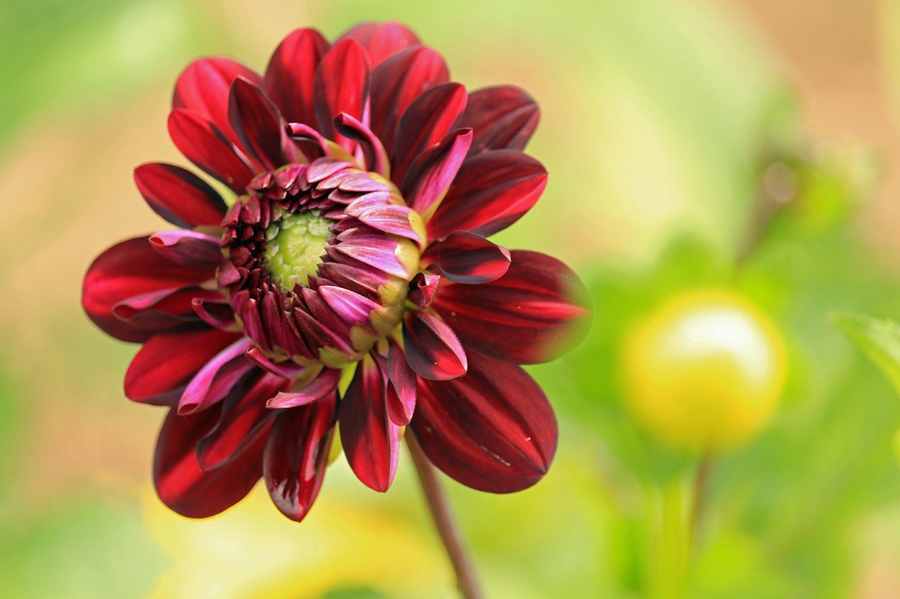 Fondo de Pantalla de pixabay_8271071.jpg