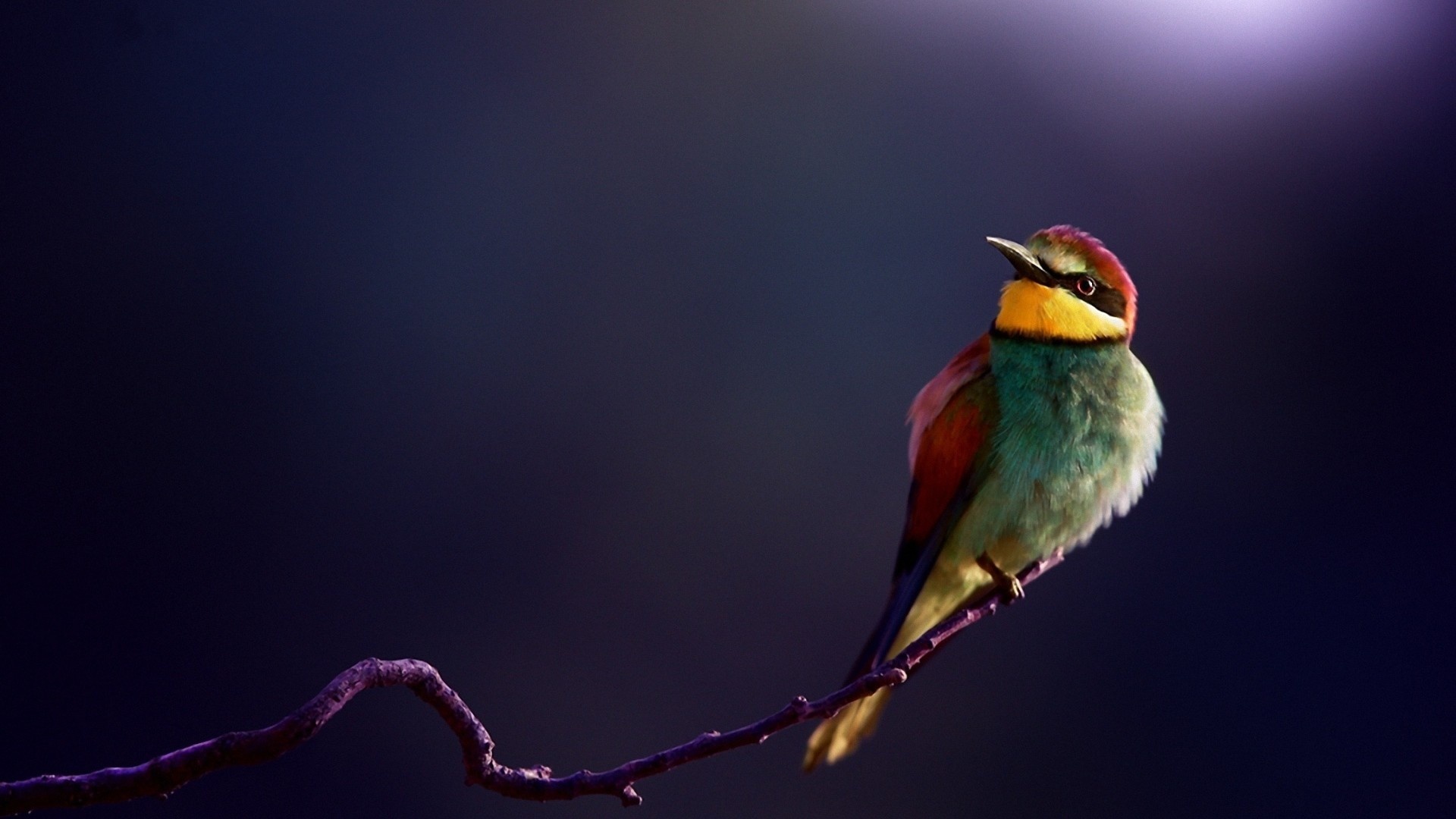 Precioso pajaro multicolor