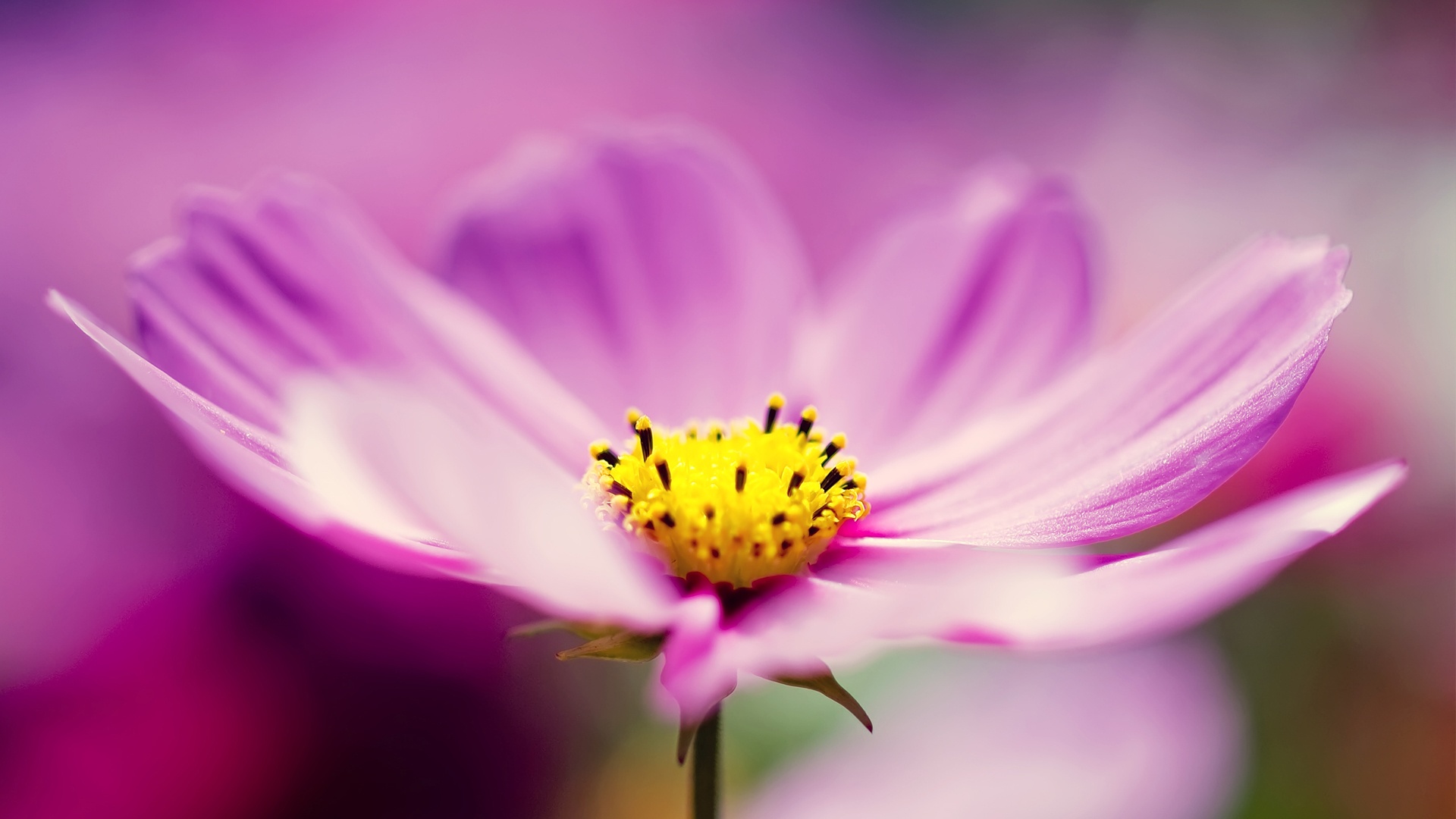 Purple cosmos flower