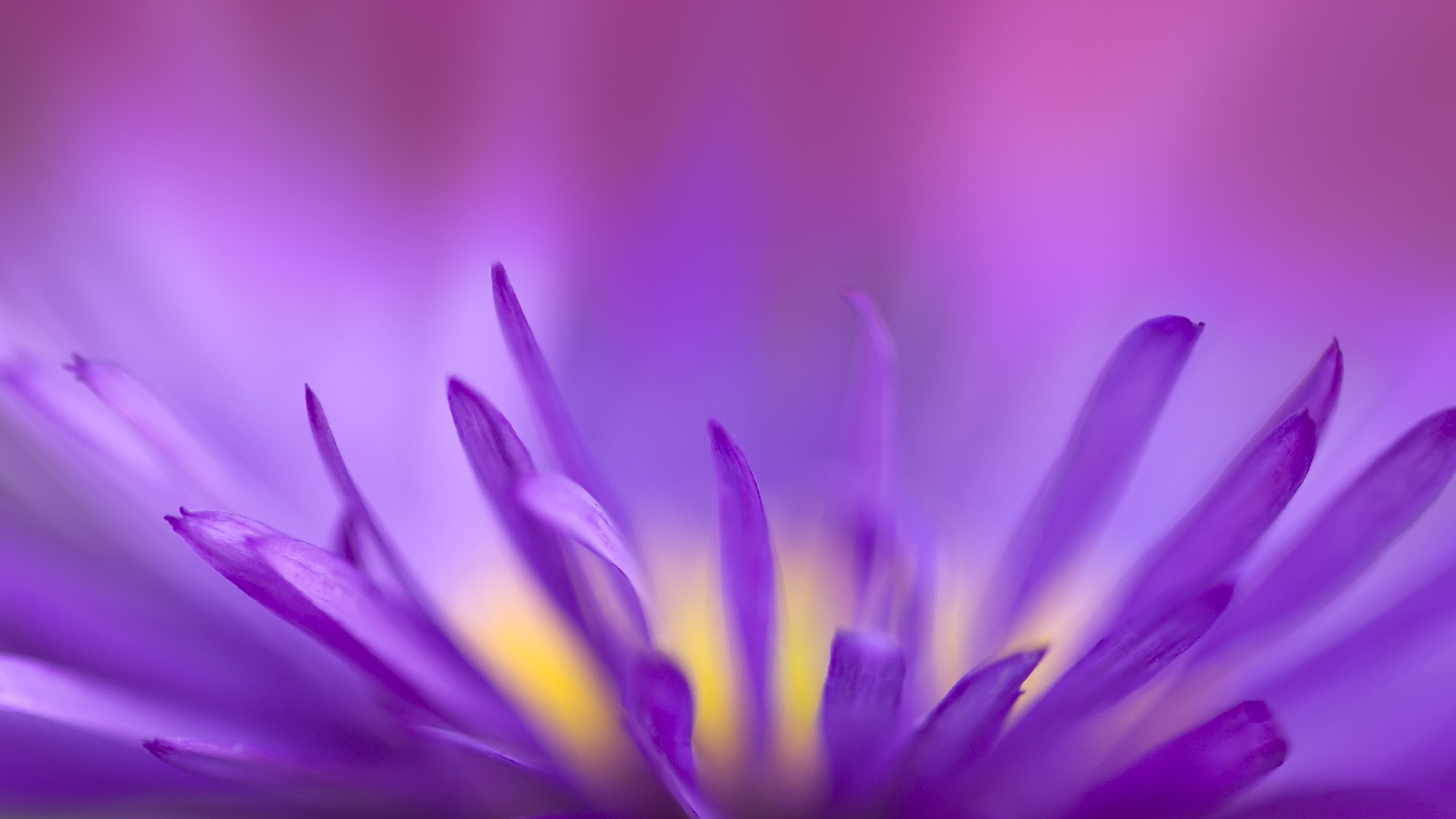 Purple flames