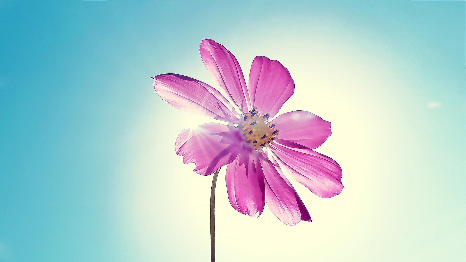 Purple magenta flower