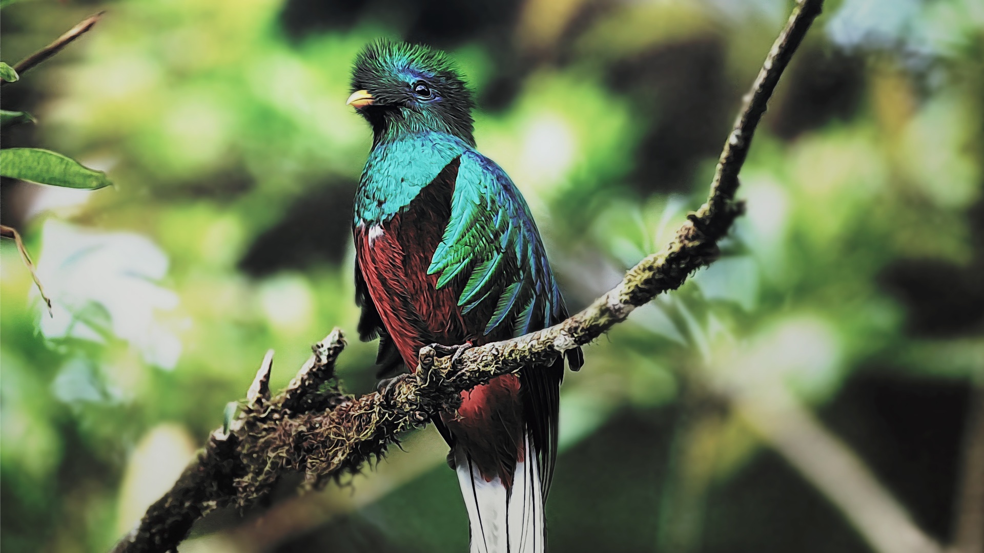 Quetzal bird