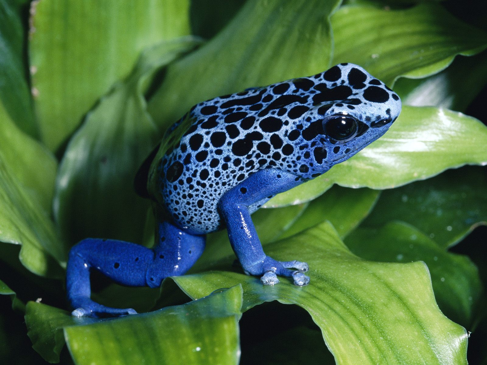 Rana azul