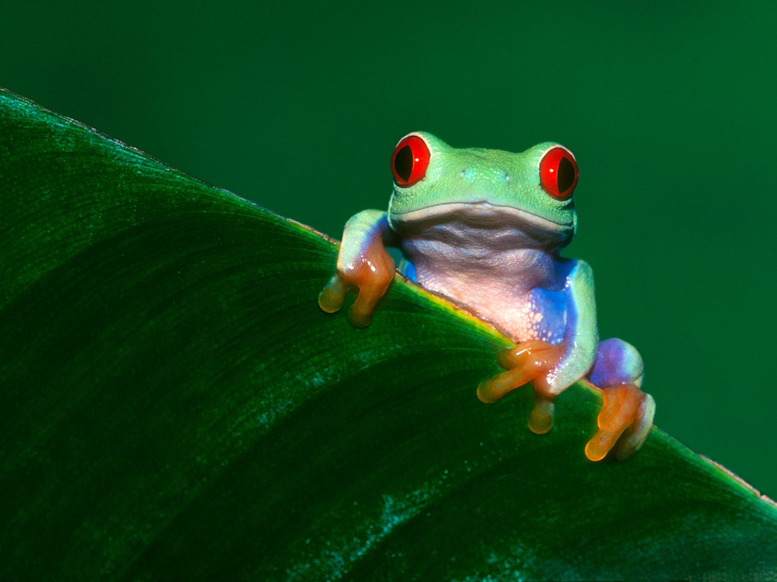 Rana con ojos rojos