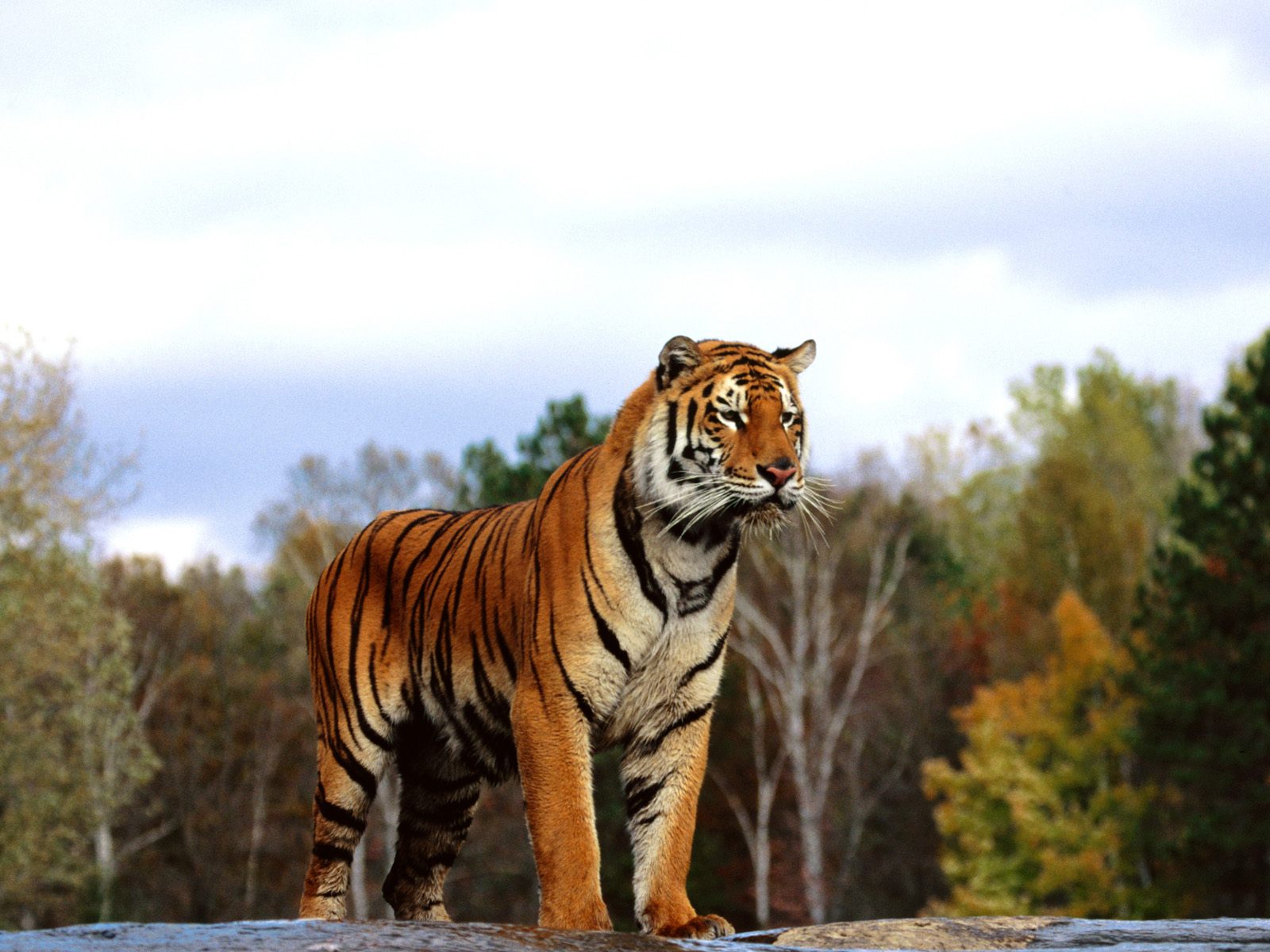 Regal bengal