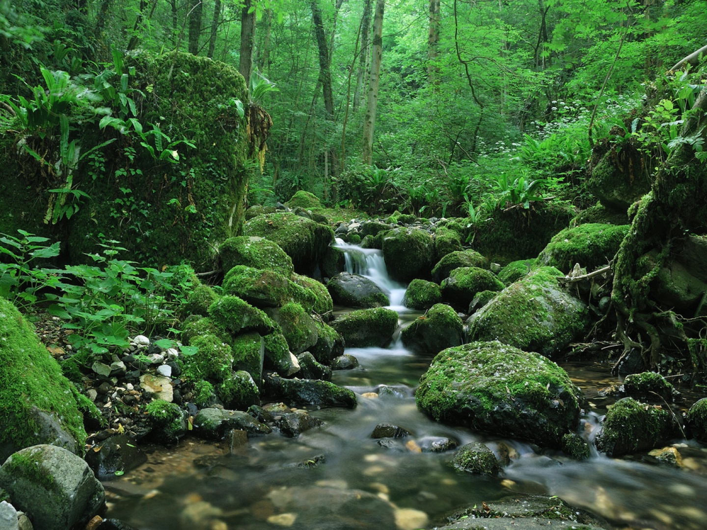 Riachuelo en montaña