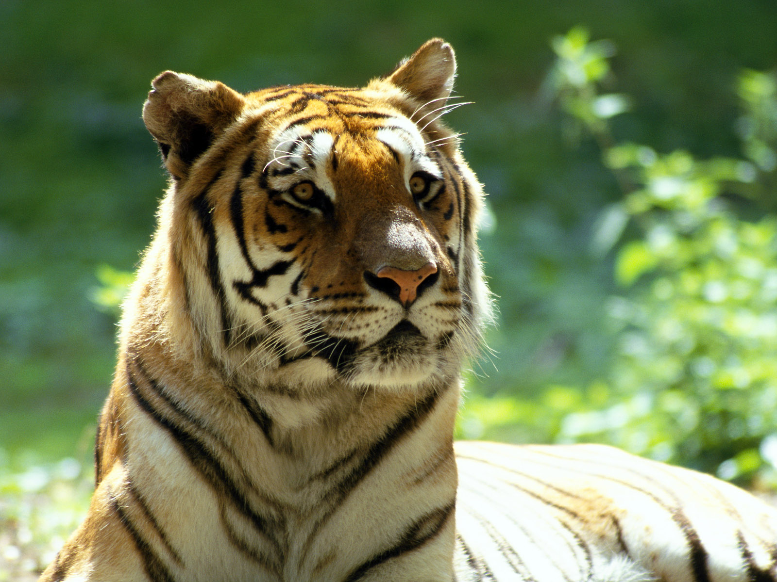 Scary tiger
