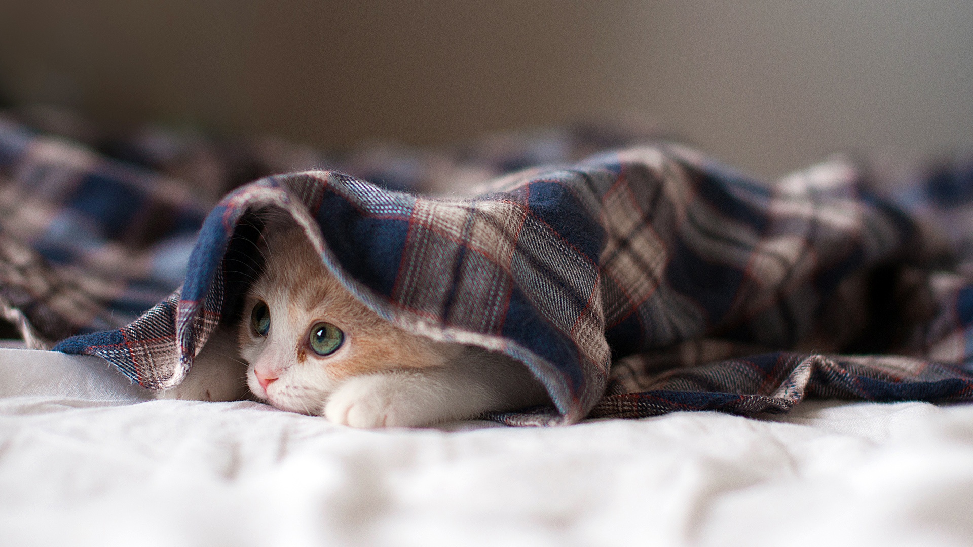 Sleepy kitten