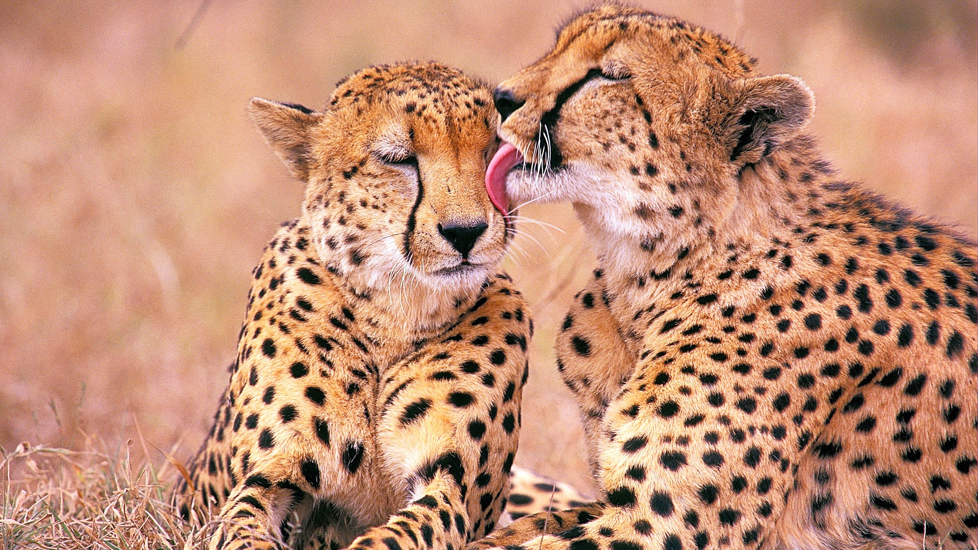 South african cheetahs