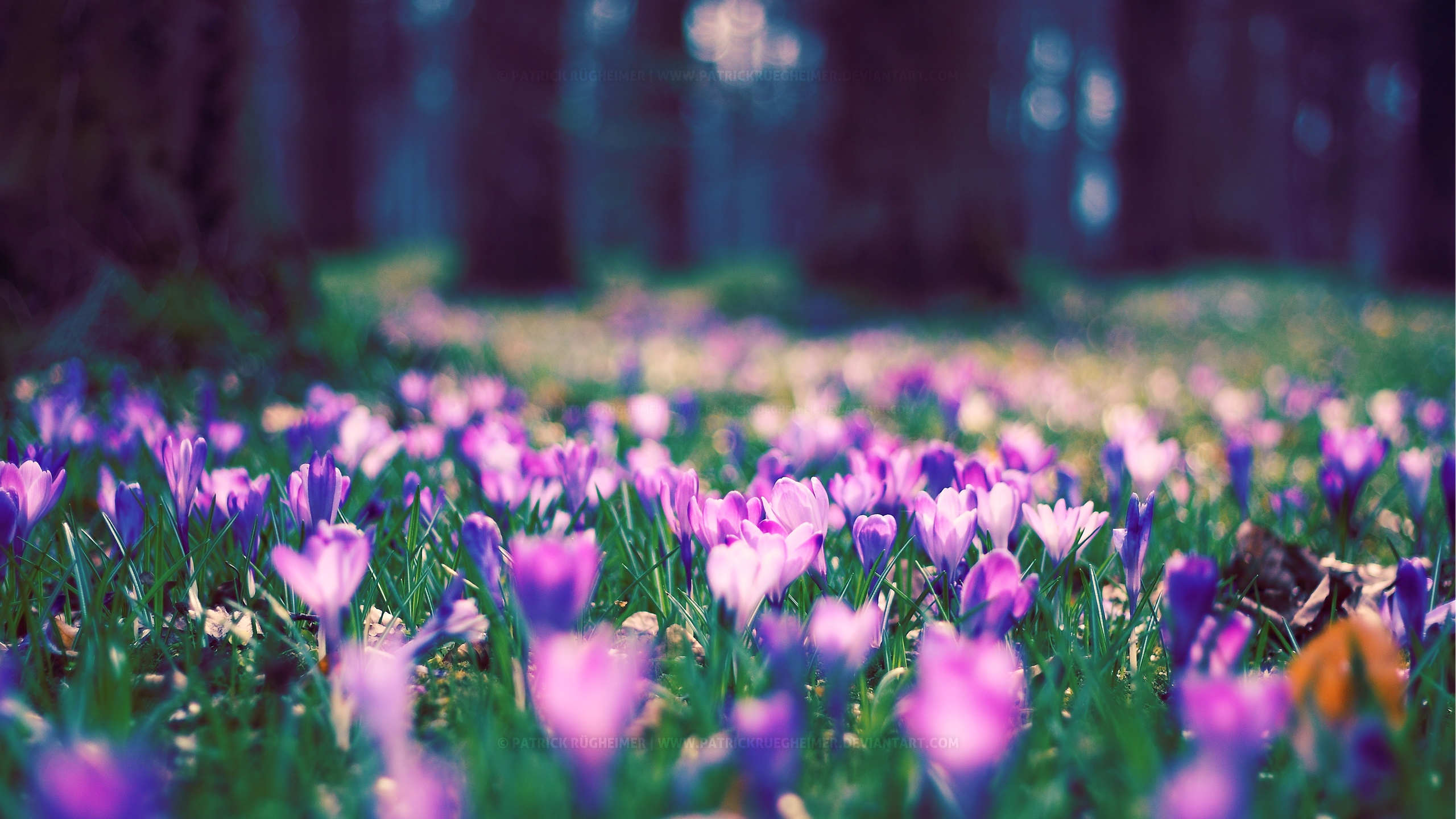 Spring flower park