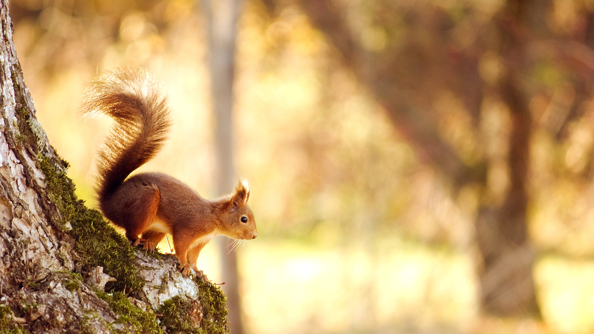 Squirrel