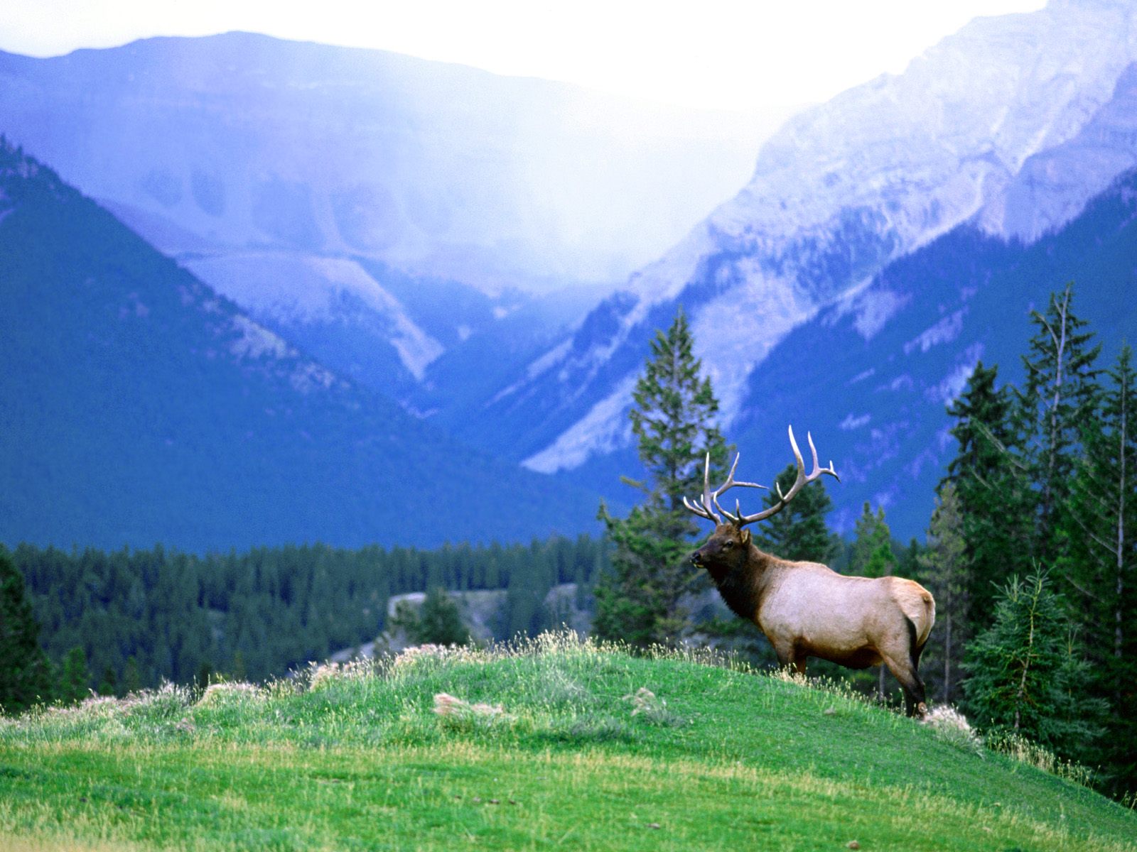 Swiss alps montains with a bull elk animals wallpaper