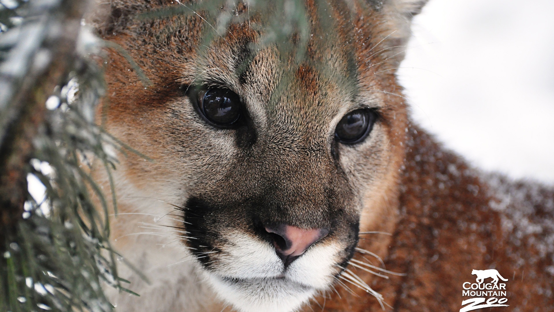 The cougar