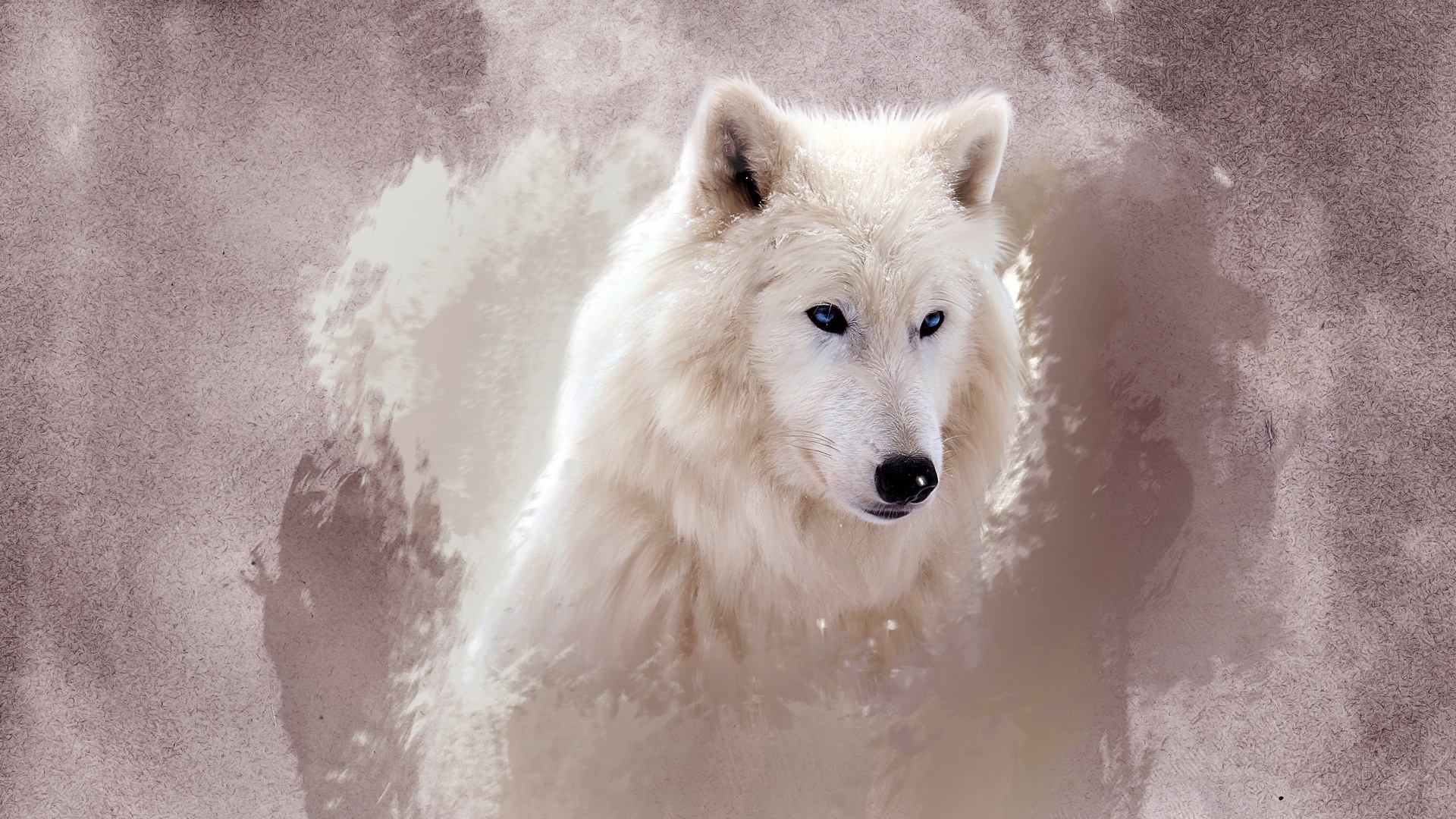 The wolf