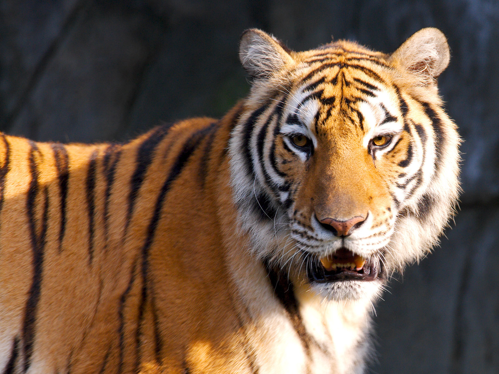 Tiger hd