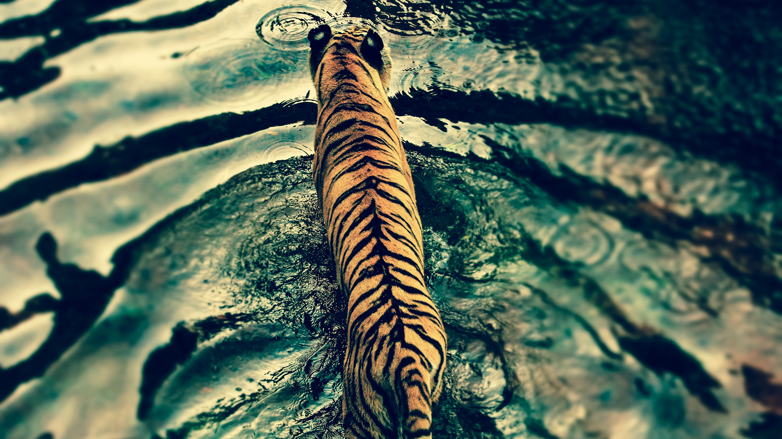 Tiger in disneys animal kingdom