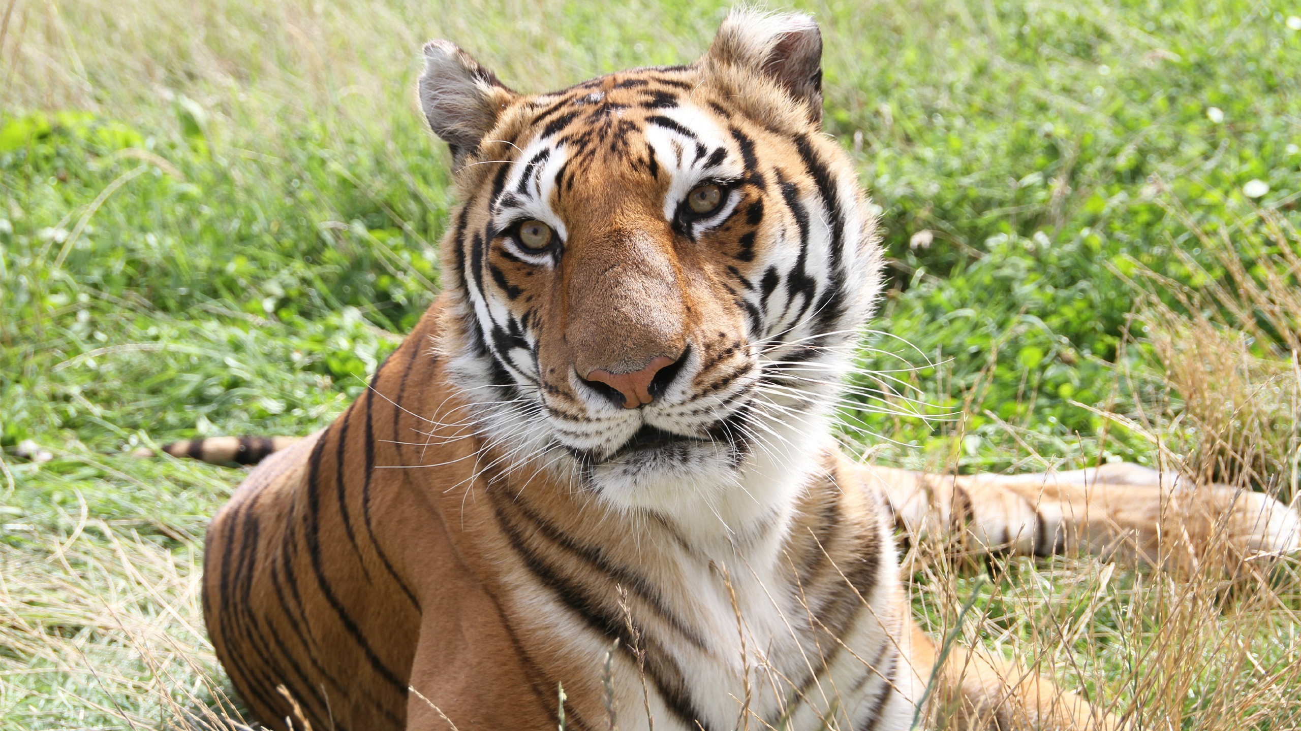 Tiger in fields