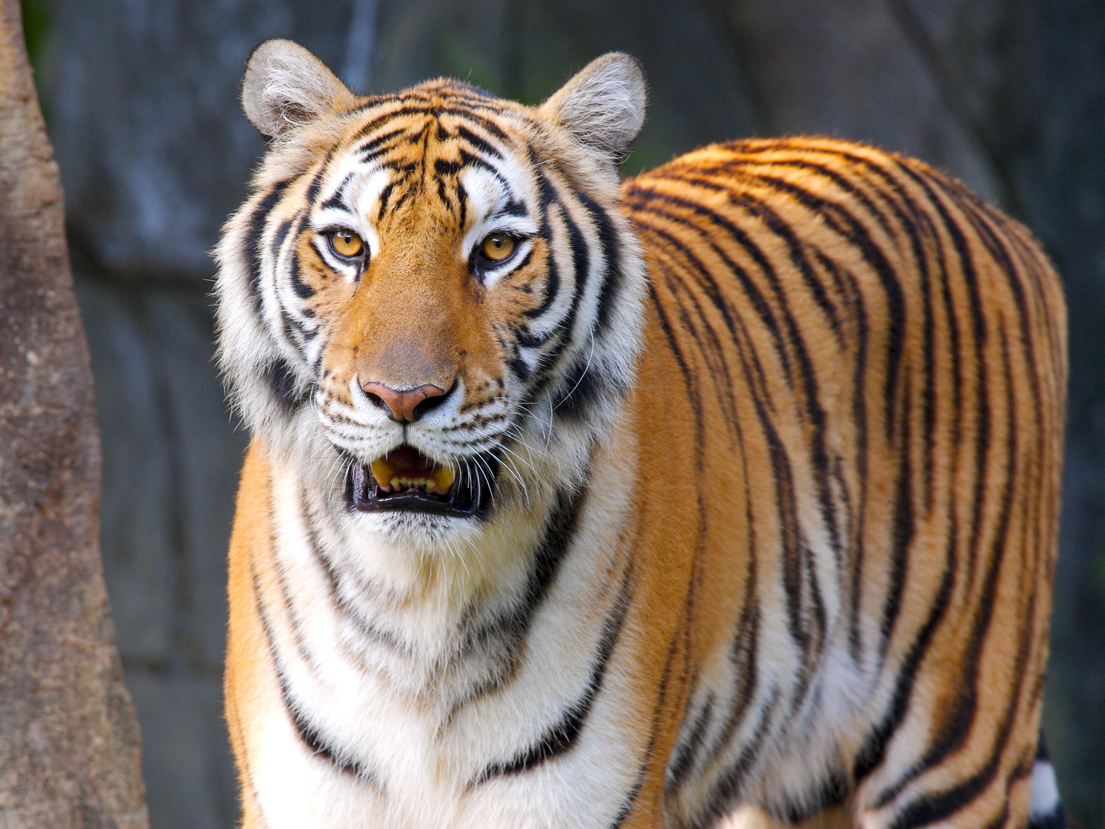 Tigers high quality