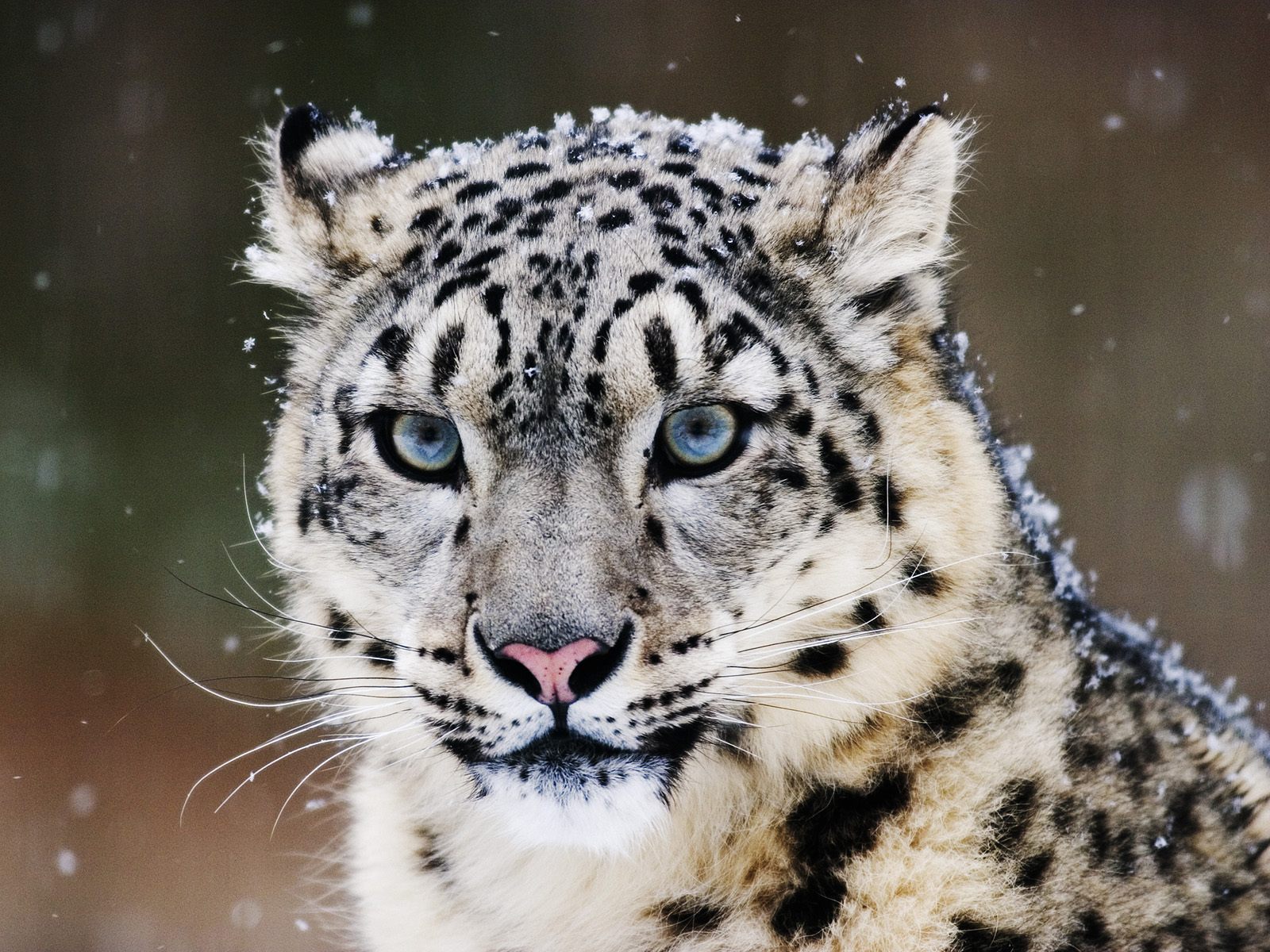 tigre blanco ojos azules