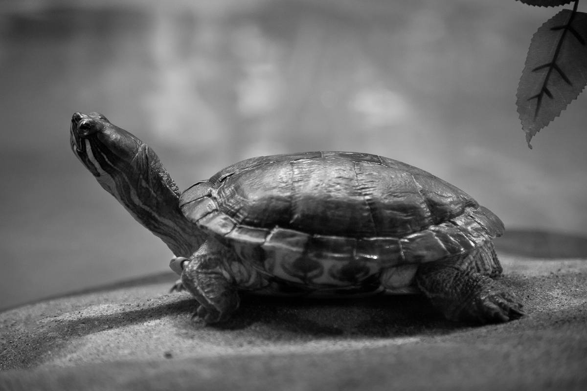 tortuga bebe
