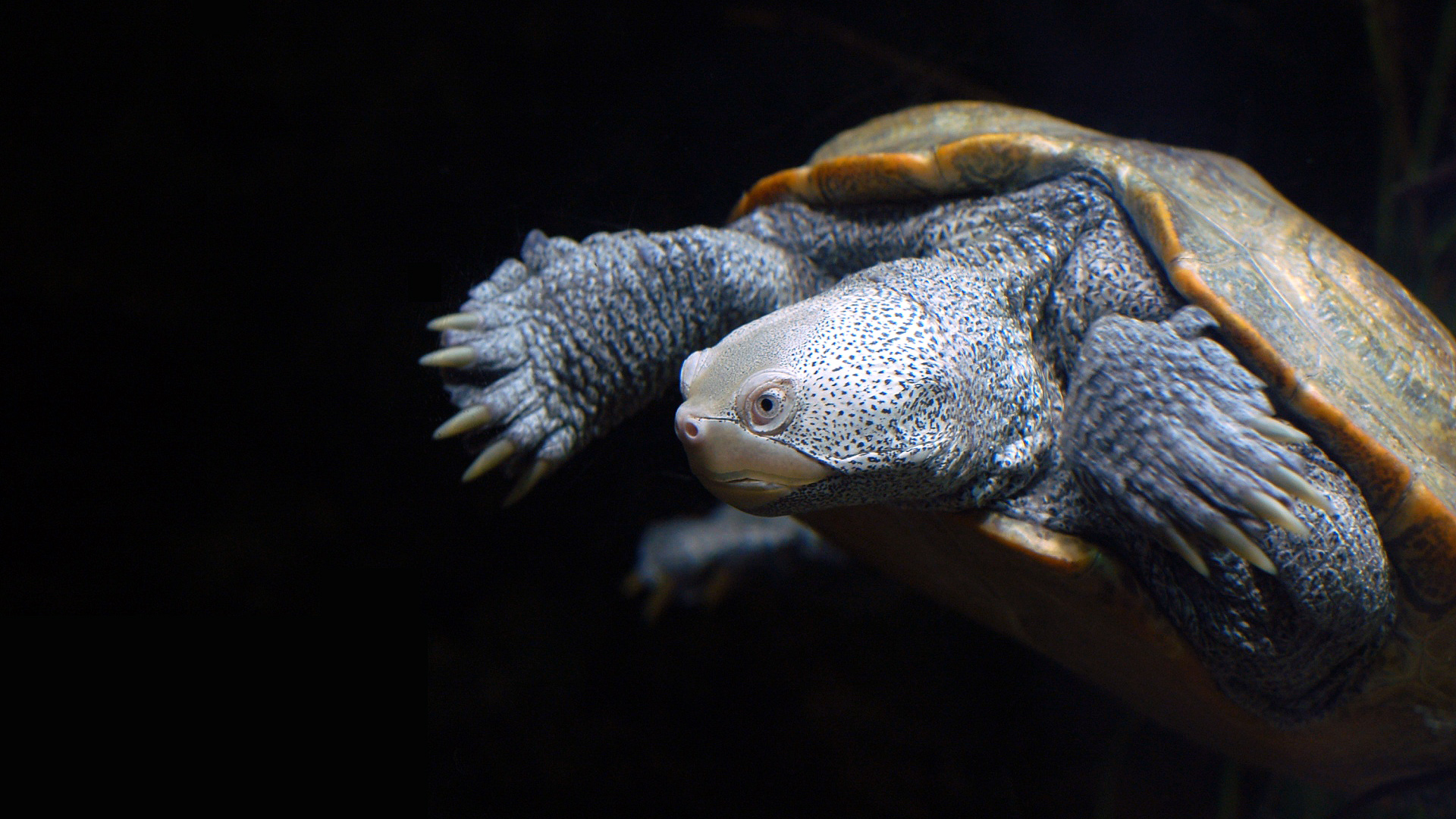 tortuga hermosa