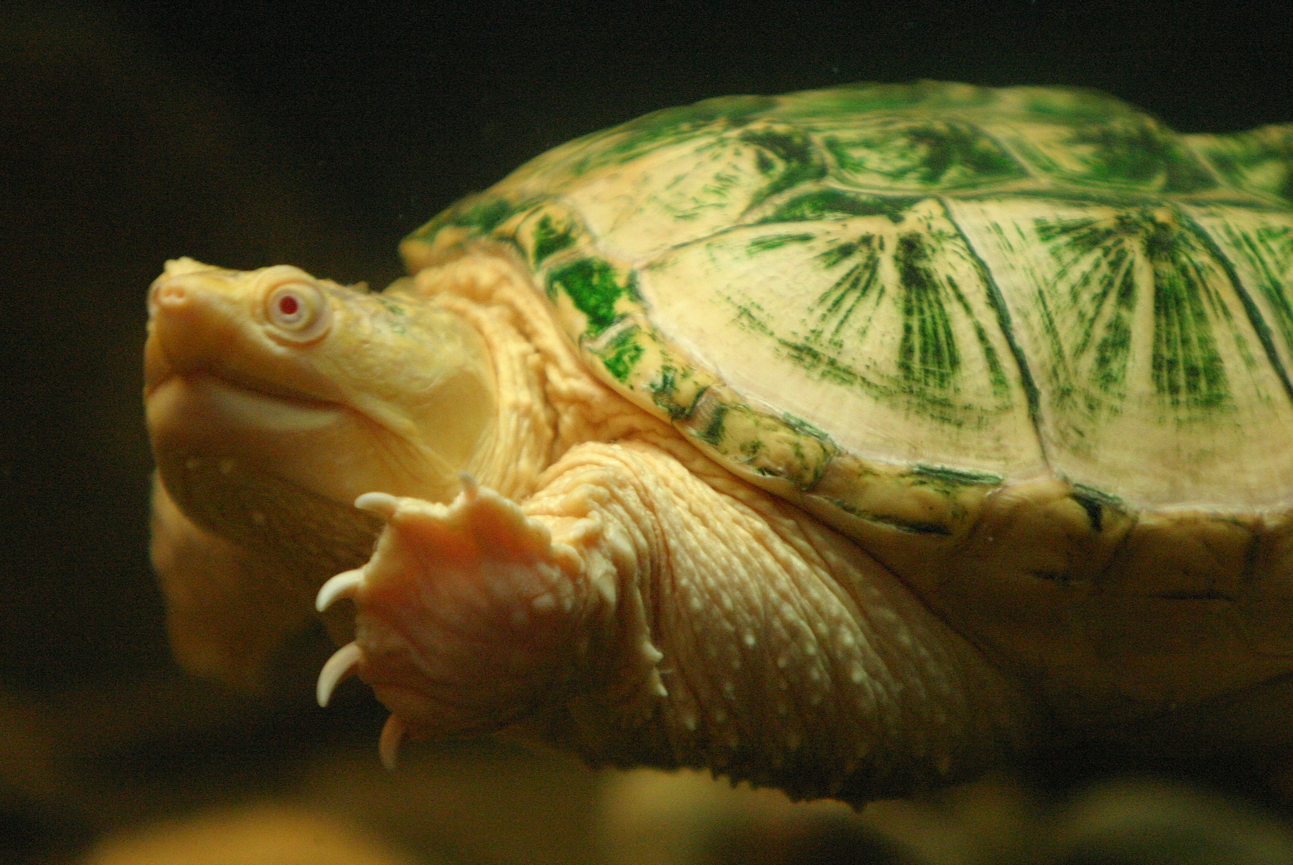 tortuga nadando