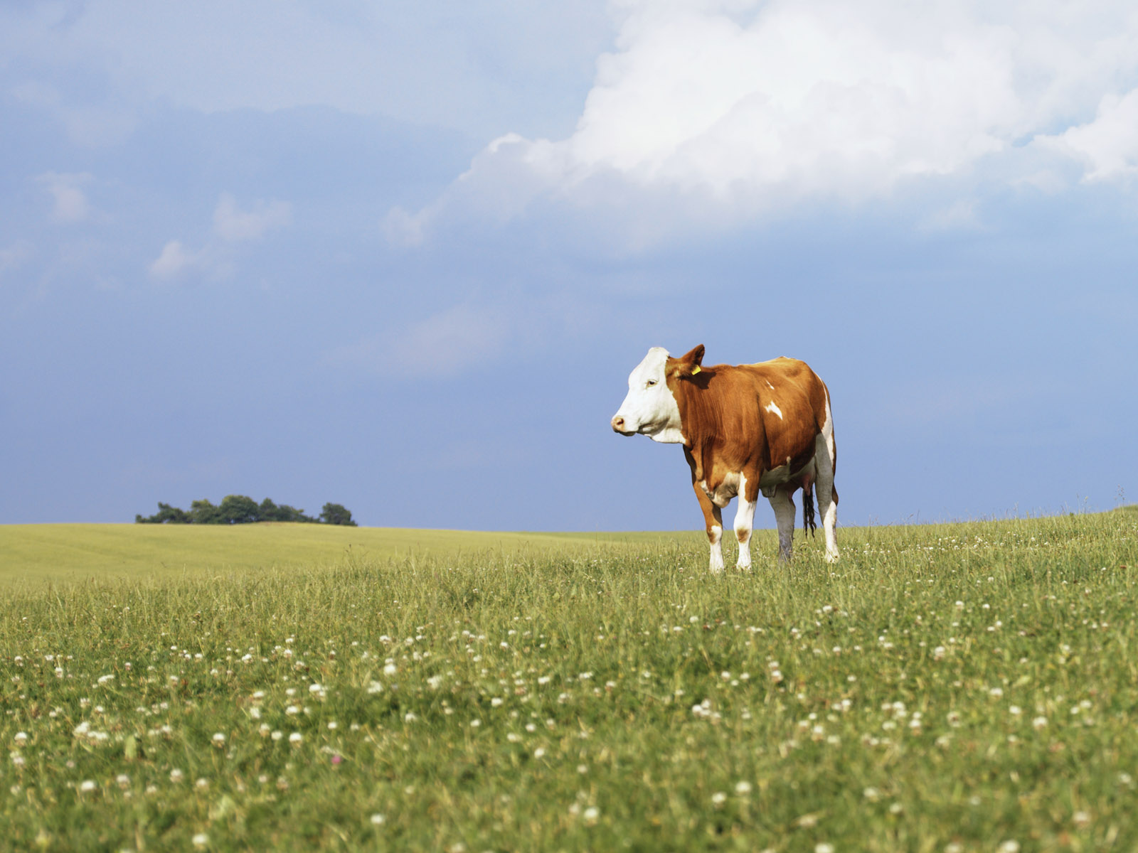 vaca en campo