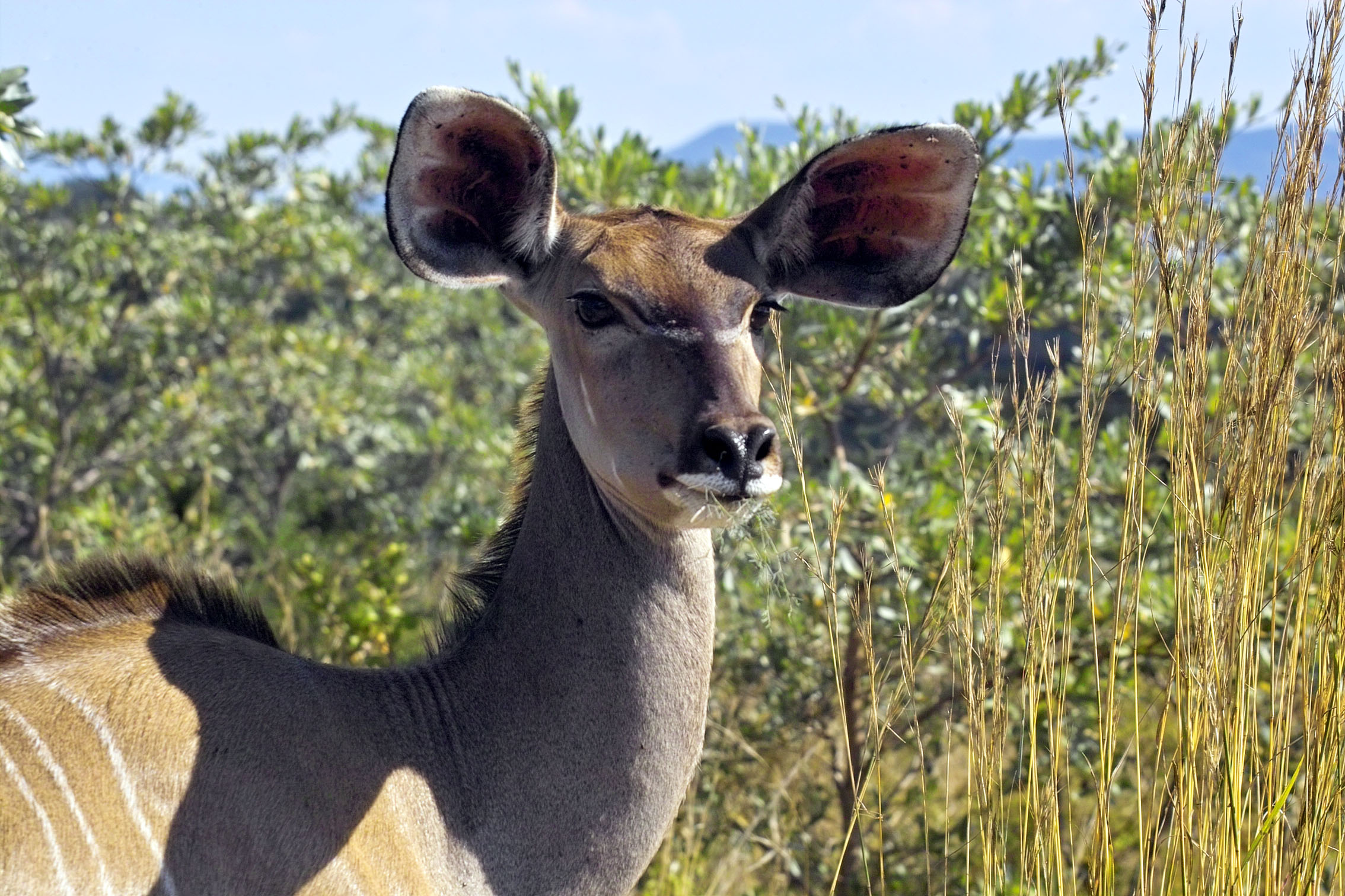 venado curioso