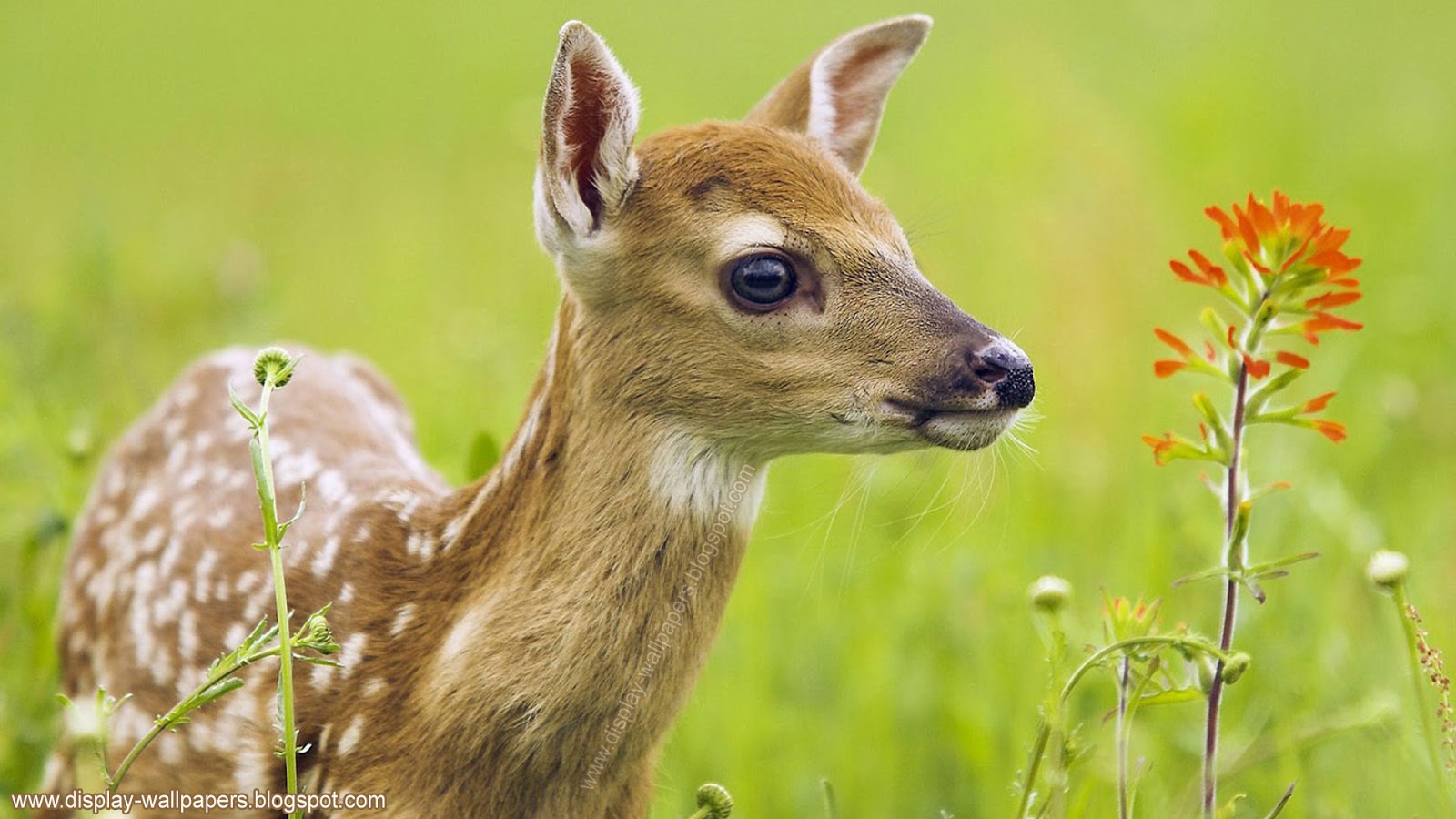 Venado hermoso
