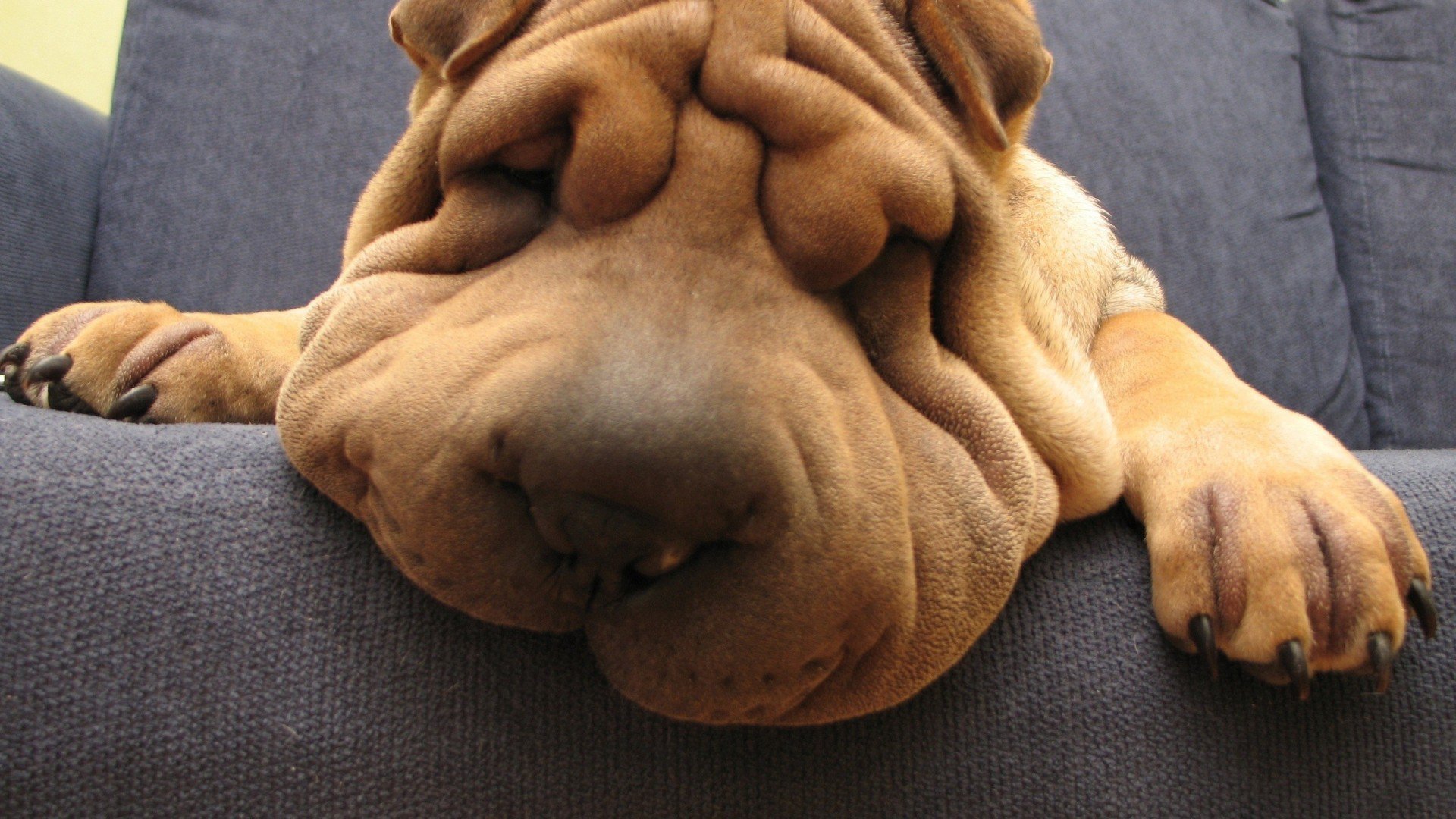 Wallaper de perrro arrugado y durmiendo