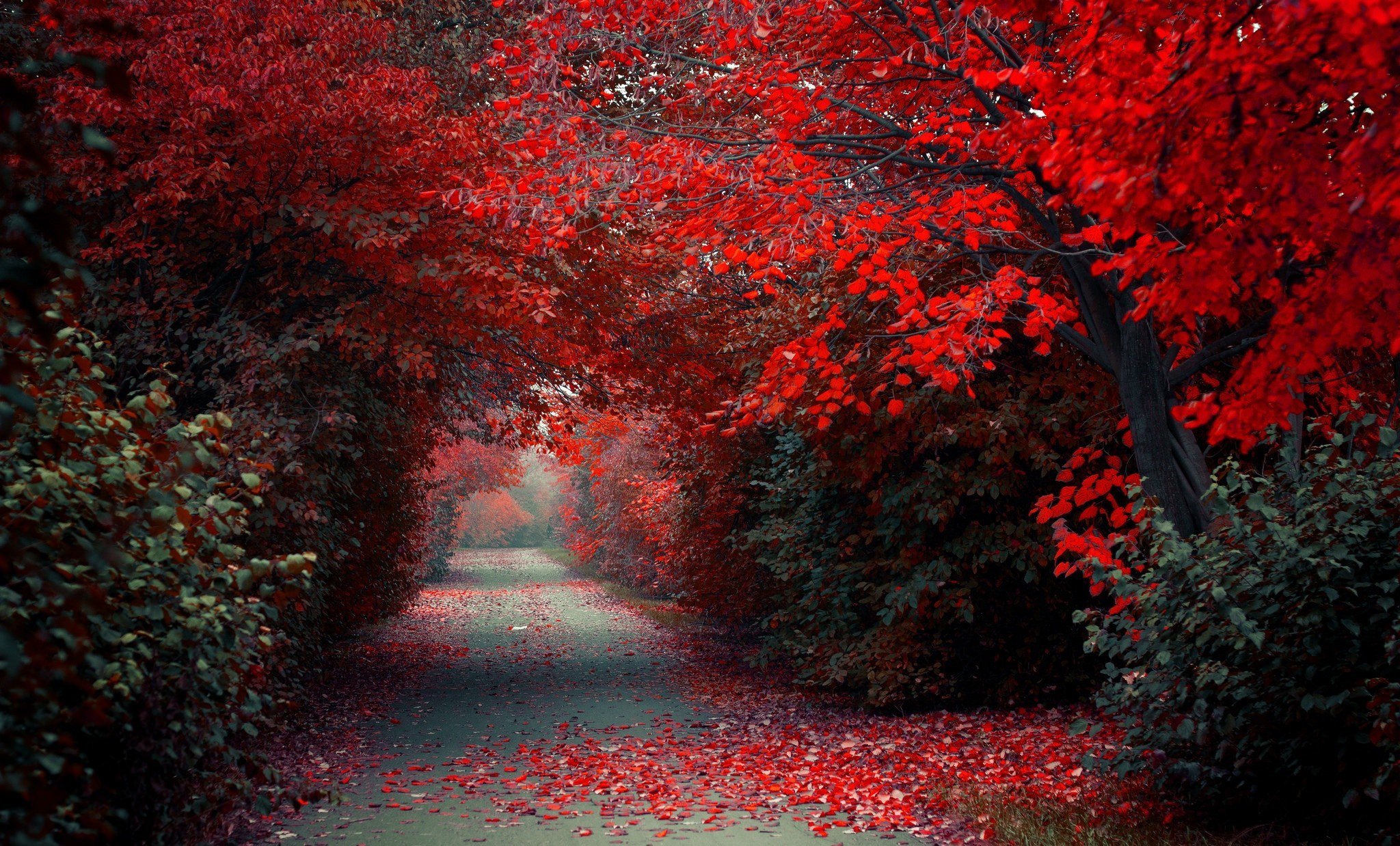 Wallpaper de hermoso camino