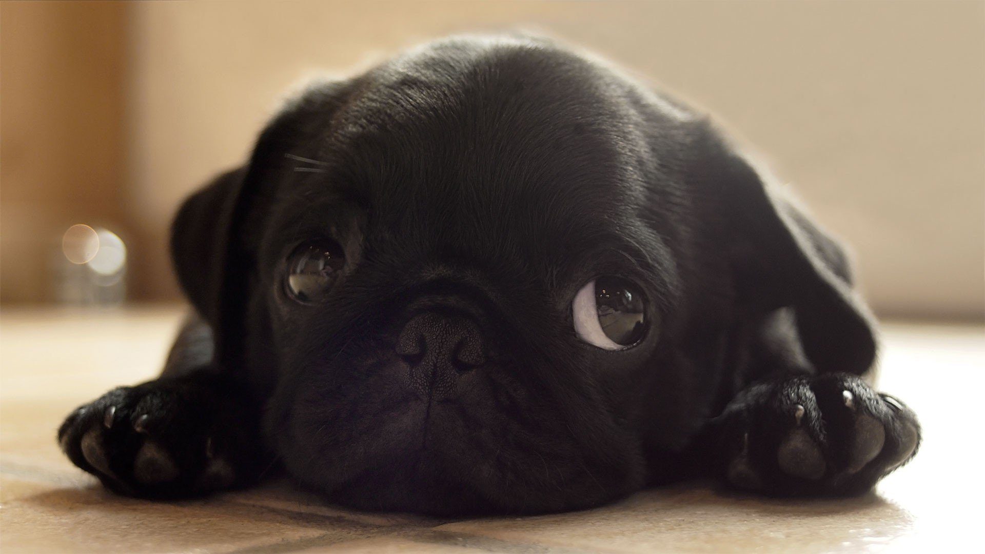 Wallpaper de Perrro mirandote
