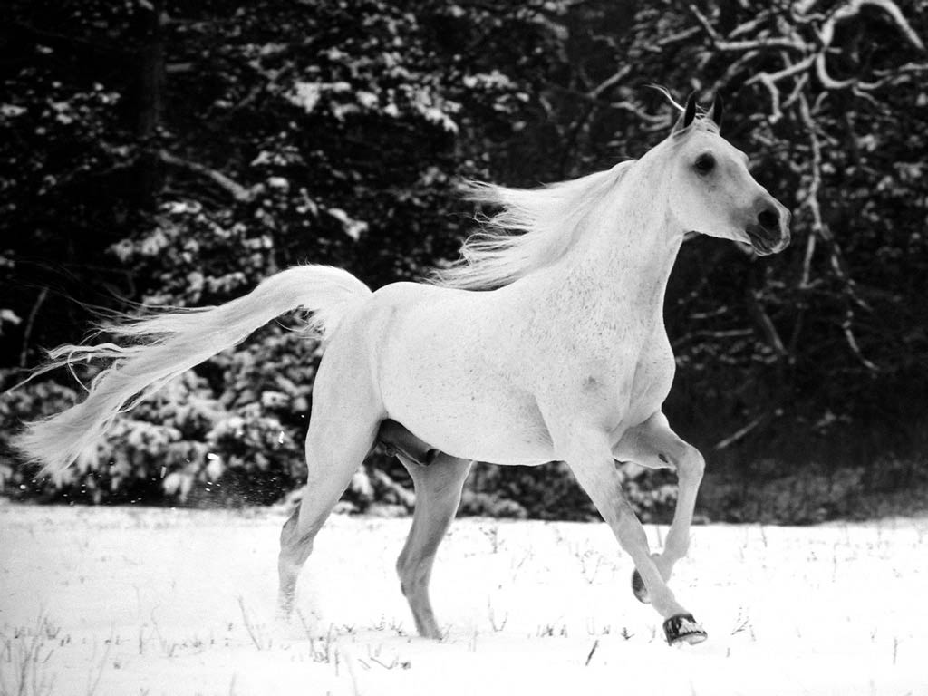 White horse wallpaper