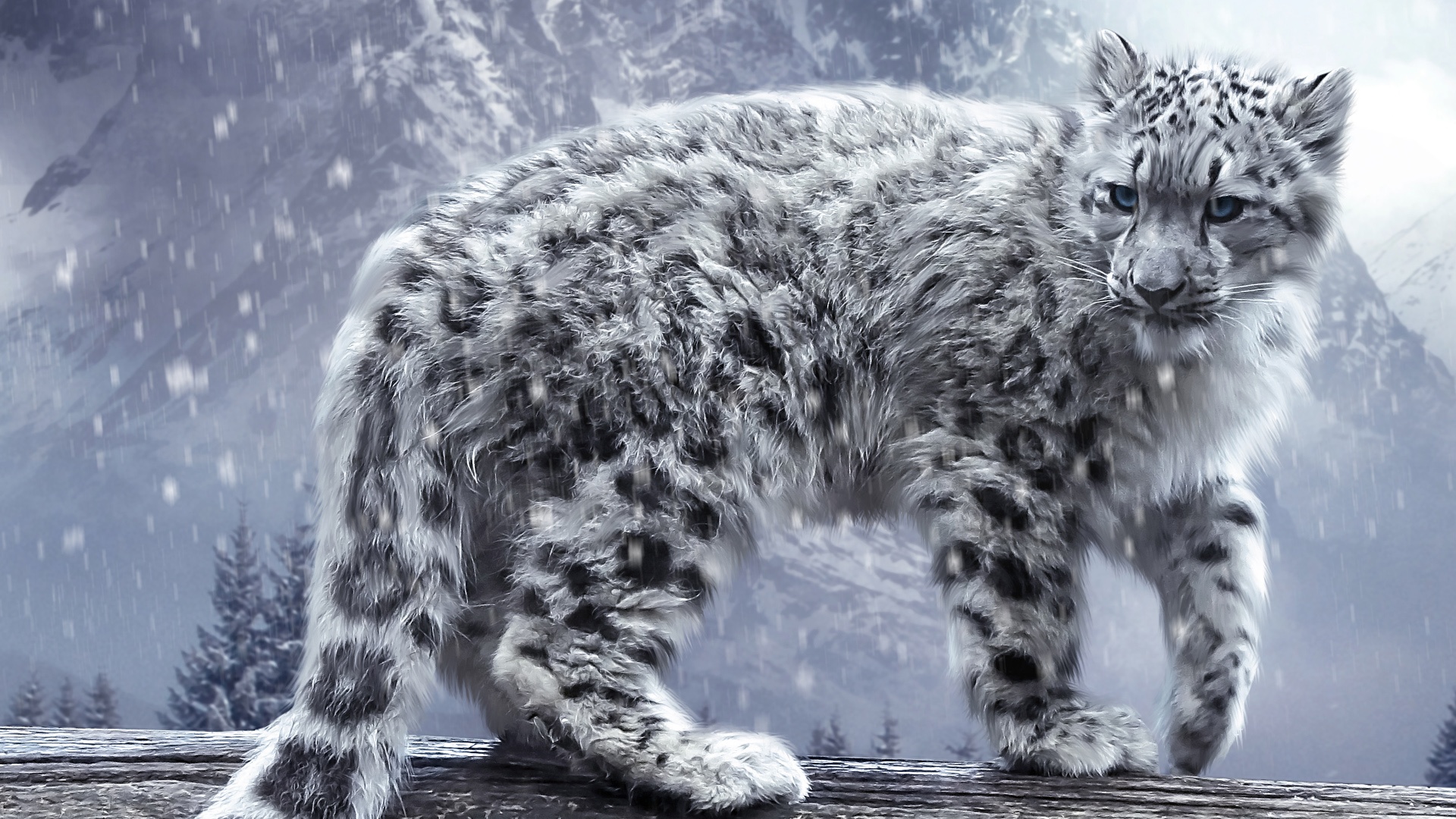 White leopard