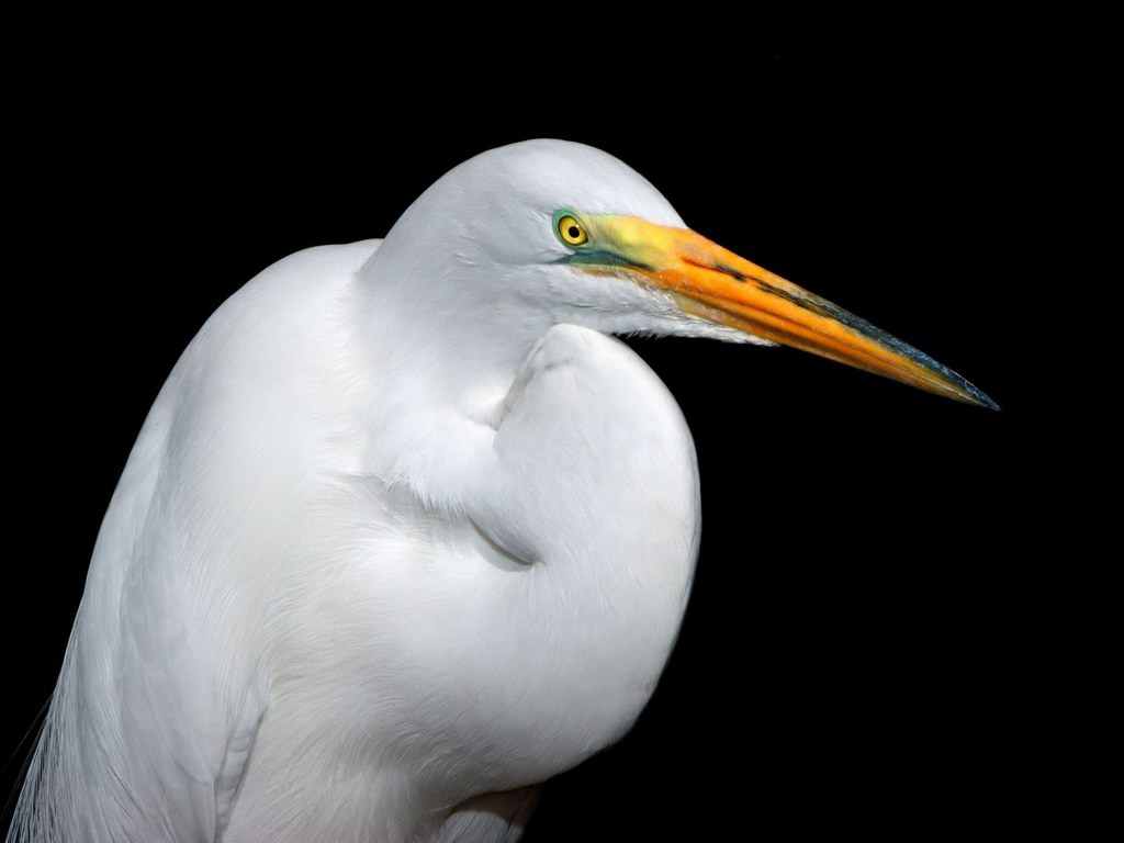 White stork