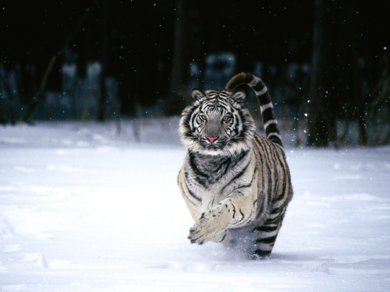 White tiger