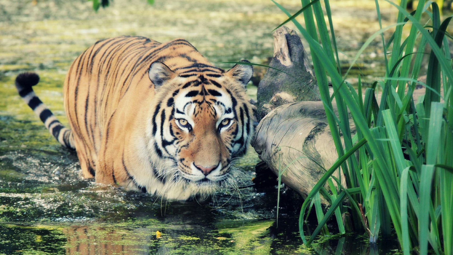 Wild tiger