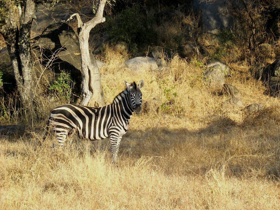 zebra asustada