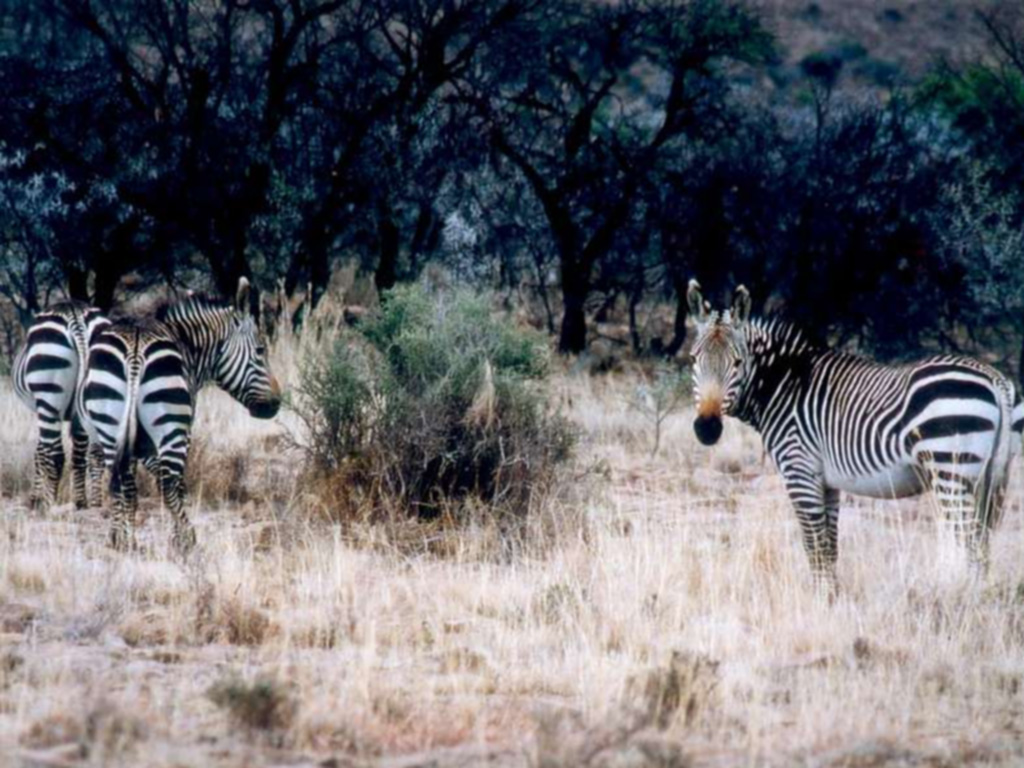 Zebras