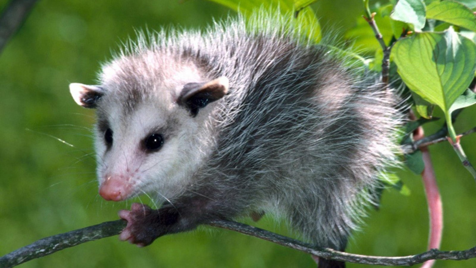 zorrillo bebe